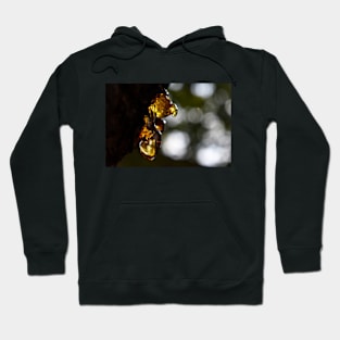 Beautiful Amber Photography Hoodie